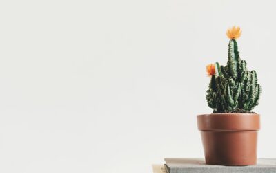 Best choice for you Vase flower